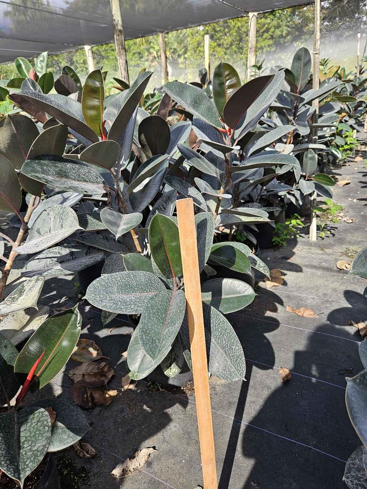 ficus-elastica-decora-rubber-plant-indian-rubber-tree