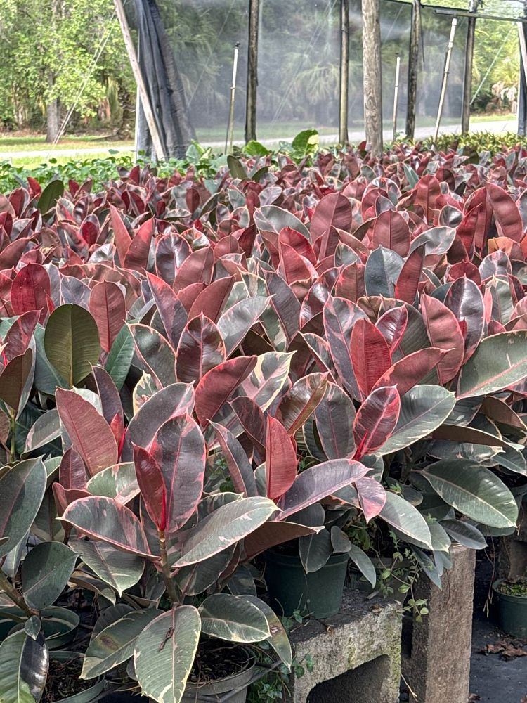 ficus-elastica-ruby-rubber-plant-indian-rubber-tree