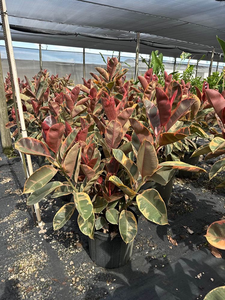 ficus-elastica-ruby-rubber-plant-indian-rubber-tree