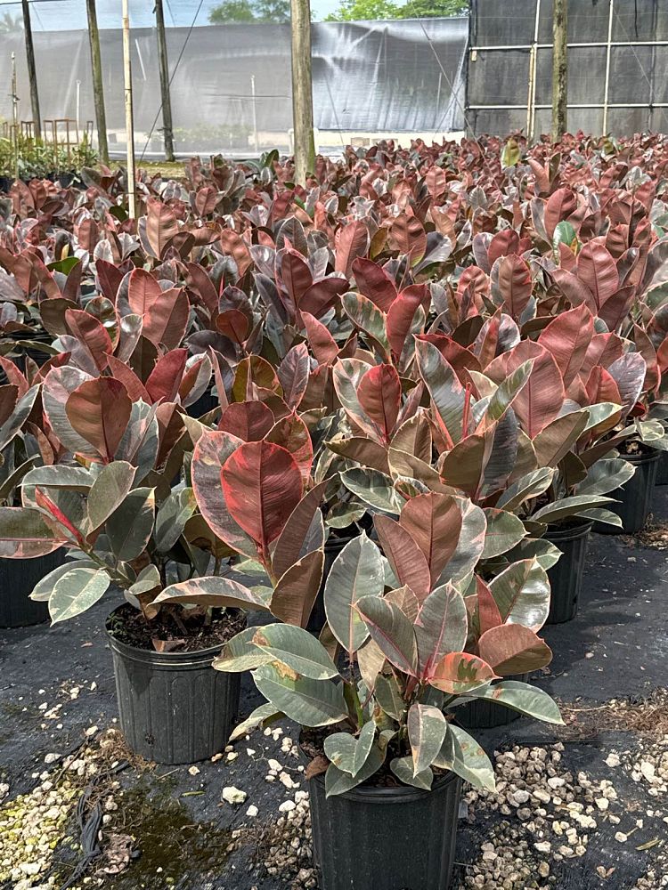 ficus-elastica-ruby-rubber-plant-indian-rubber-tree