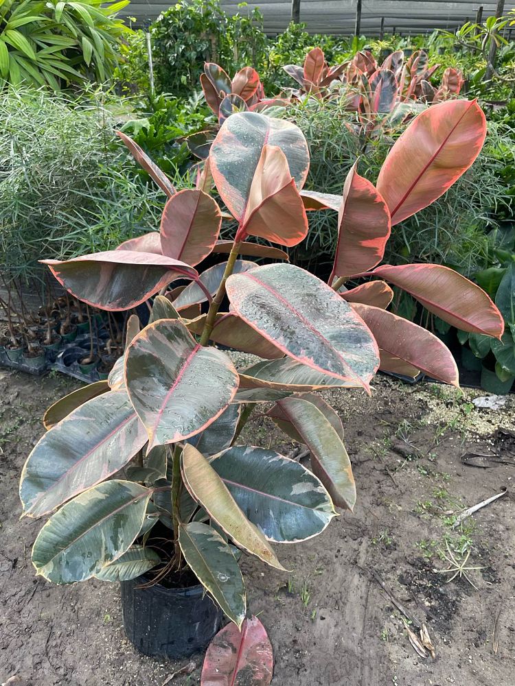 ficus-elastica-ruby-rubber-plant-indian-rubber-tree