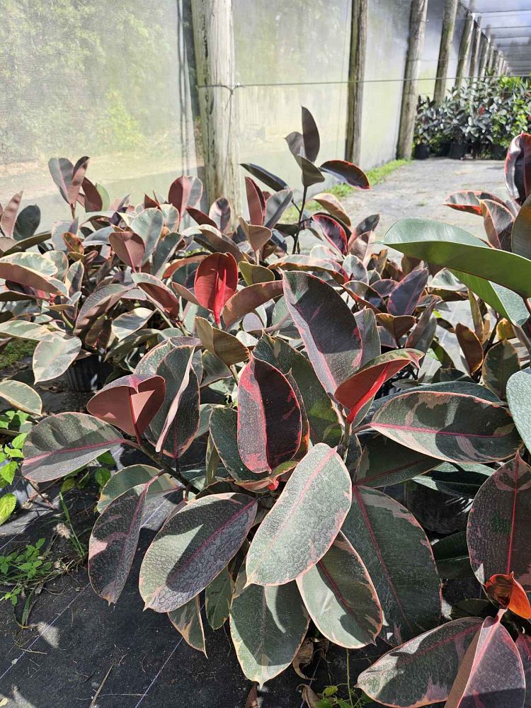 ficus-elastica-ruby-rubber-plant-indian-rubber-tree