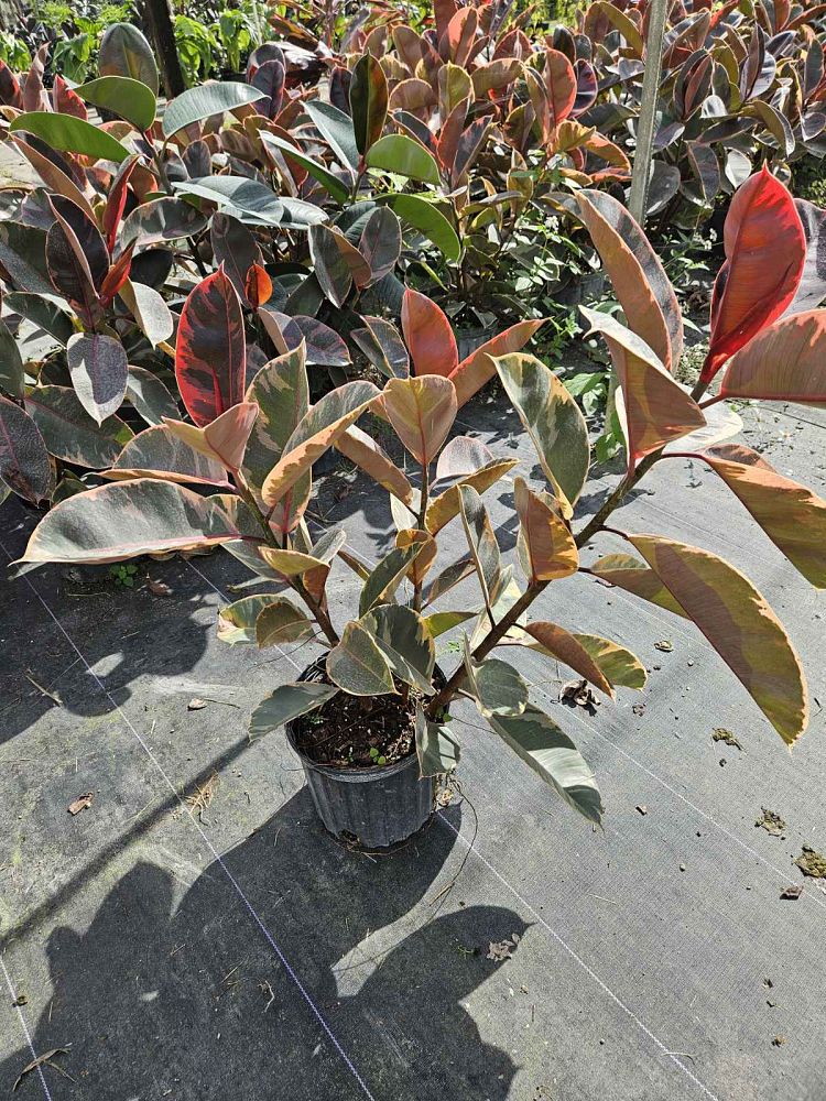 ficus-elastica-ruby-rubber-plant-indian-rubber-tree