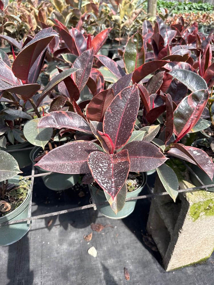 ficus-elastica-ruby-rubber-plant-indian-rubber-tree