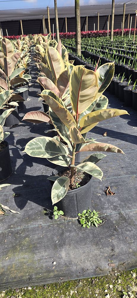 ficus-elastica-tineke-rubber-plant-indian-rubber-tree