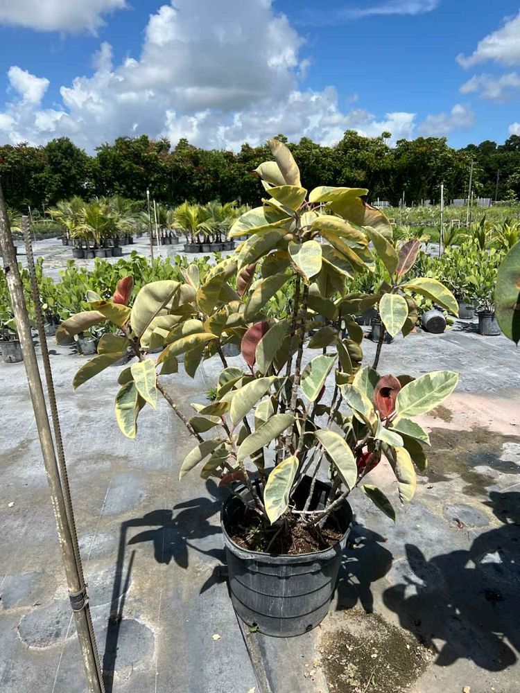 ficus-elastica-tineke-rubber-plant-indian-rubber-tree