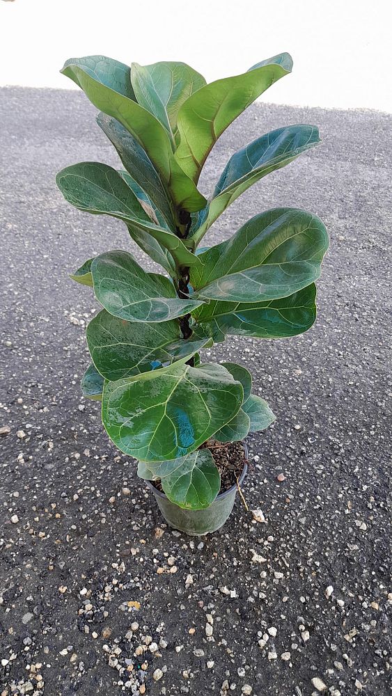 ficus-lyrata-bambino-dwarf-fiddle-leaf-fig-ficus-pandurata