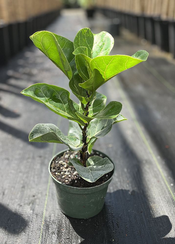 ficus-lyrata-bambino-dwarf-fiddle-leaf-fig-ficus-pandurata