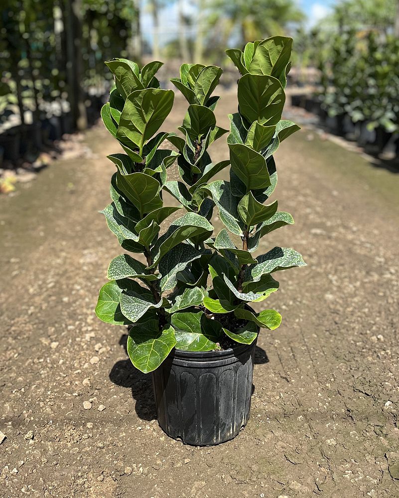 ficus-lyrata-bambino-dwarf-fiddle-leaf-fig-ficus-pandurata