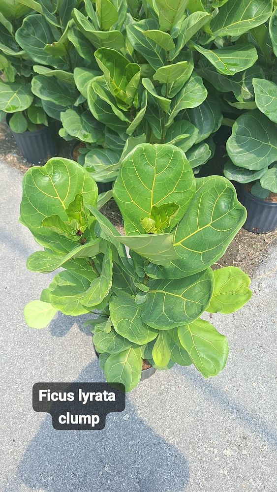 ficus-lyrata-bambino-dwarf-fiddle-leaf-fig-ficus-pandurata