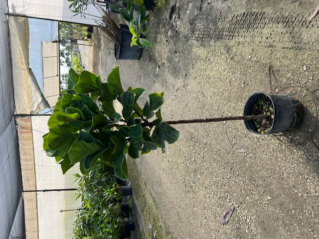 ficus-lyrata-bambino-dwarf-fiddle-leaf-fig-ficus-pandurata