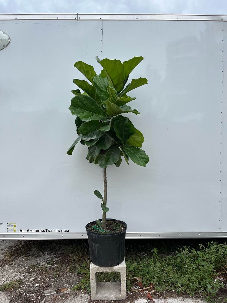 ficus-lyrata-fiddle-leaf-fig-ficus-pandurata