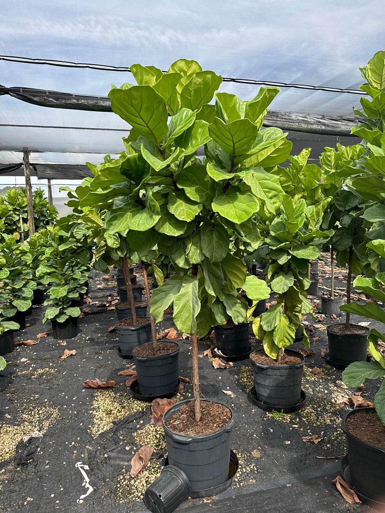 ficus-lyrata-fiddle-leaf-fig-ficus-pandurata