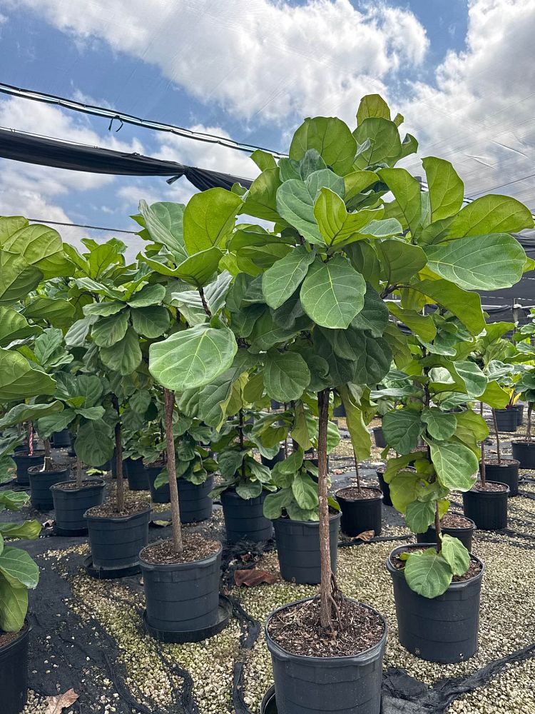 ficus-lyrata-fiddle-leaf-fig-ficus-pandurata