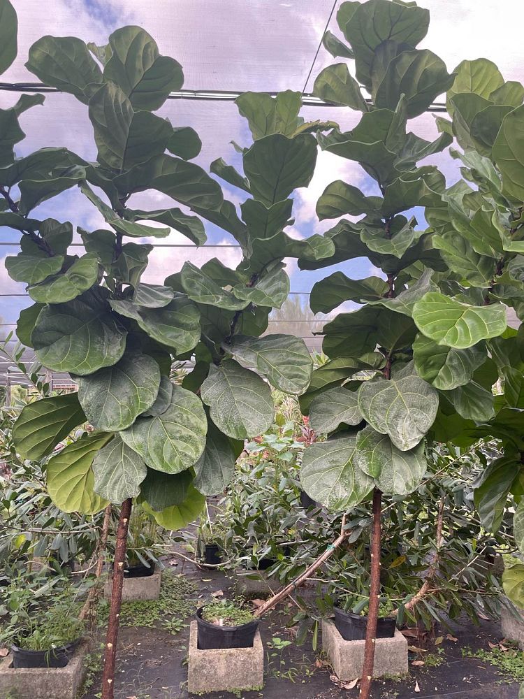 ficus-lyrata-fiddle-leaf-fig-ficus-pandurata