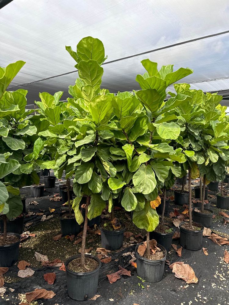 ficus-lyrata-fiddle-leaf-fig-ficus-pandurata