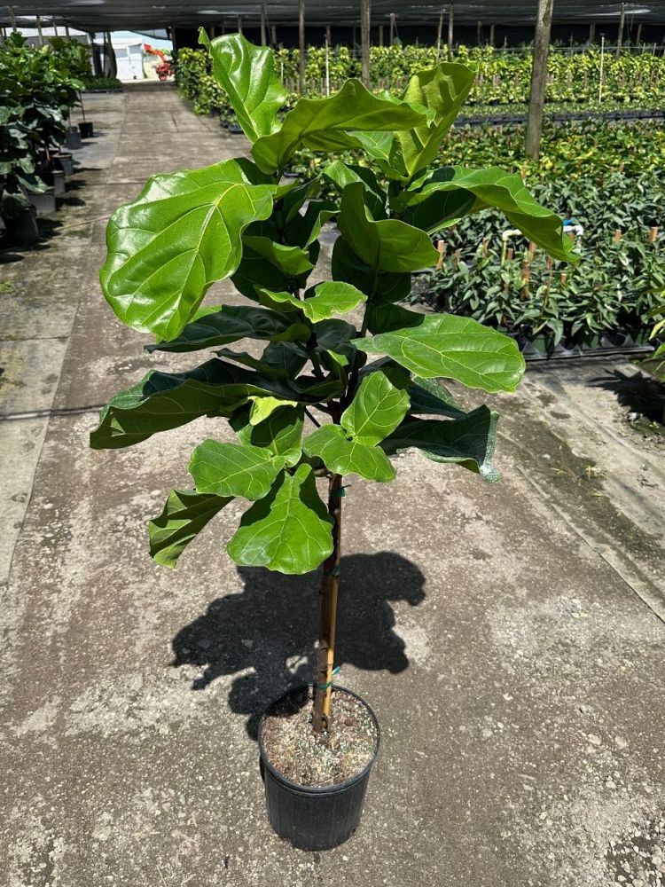 ficus-lyrata-fiddle-leaf-fig-ficus-pandurata