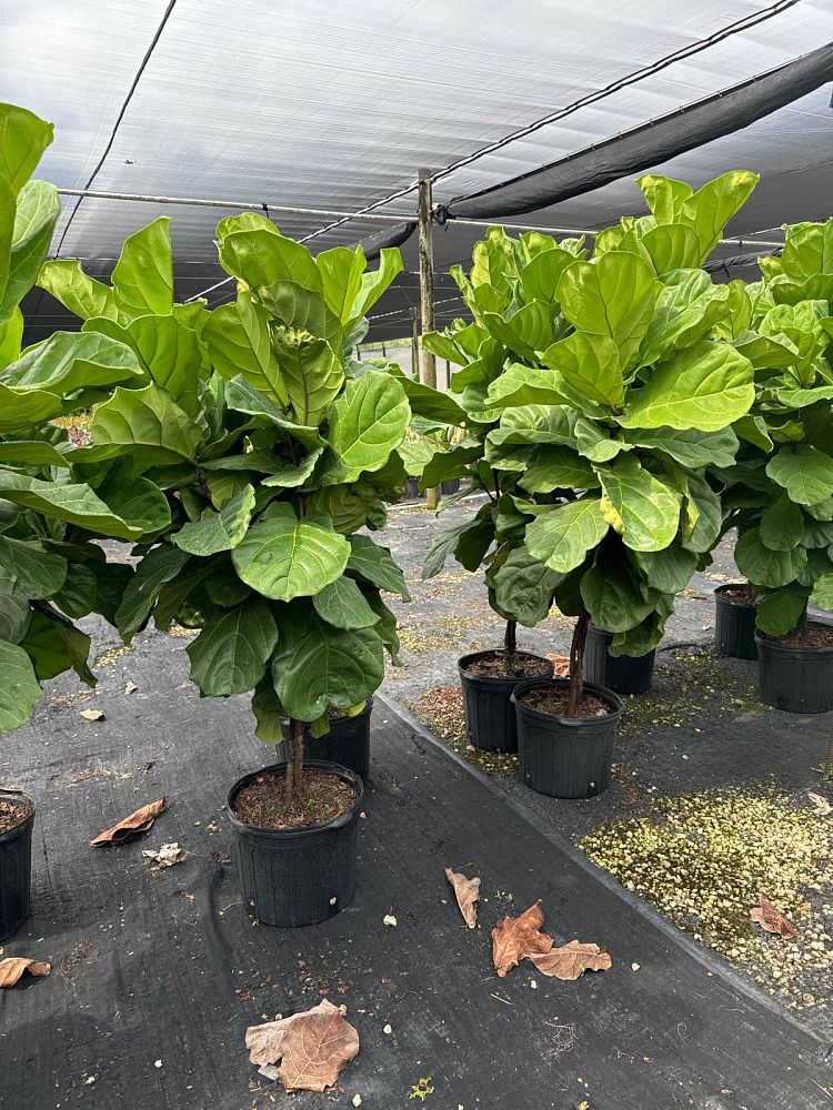 ficus-lyrata-fiddle-leaf-fig-ficus-pandurata