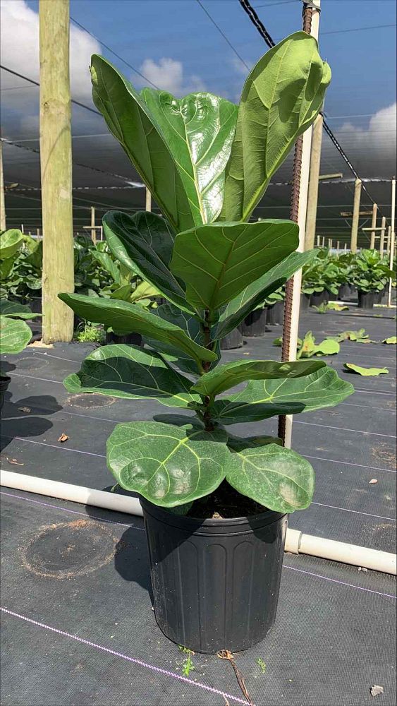 ficus-lyrata-fiddle-leaf-fig-ficus-pandurata