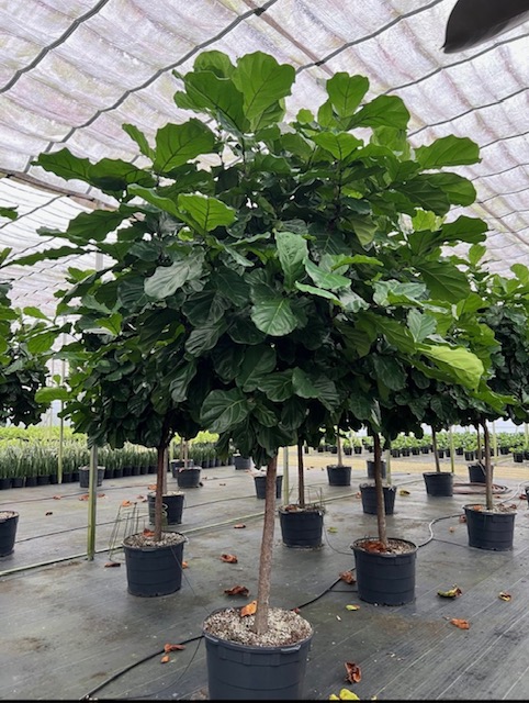 ficus-lyrata-fiddle-leaf-fig-ficus-pandurata