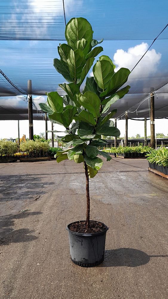 ficus-lyrata-fiddle-leaf-fig-ficus-pandurata