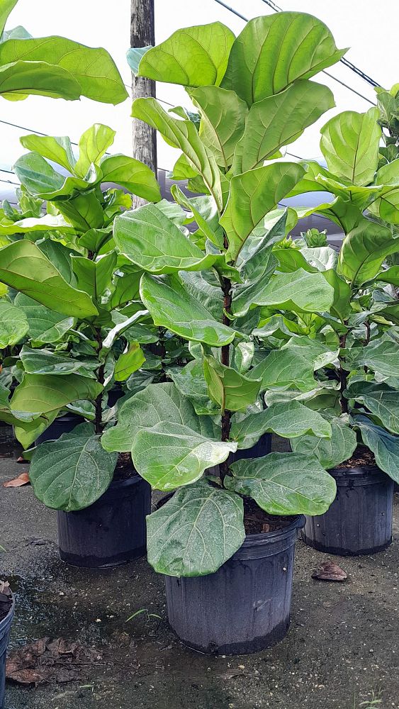 ficus-lyrata-fiddle-leaf-fig-ficus-pandurata