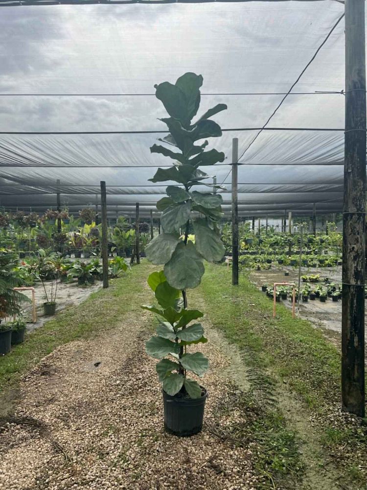 ficus-lyrata-fiddle-leaf-fig-ficus-pandurata