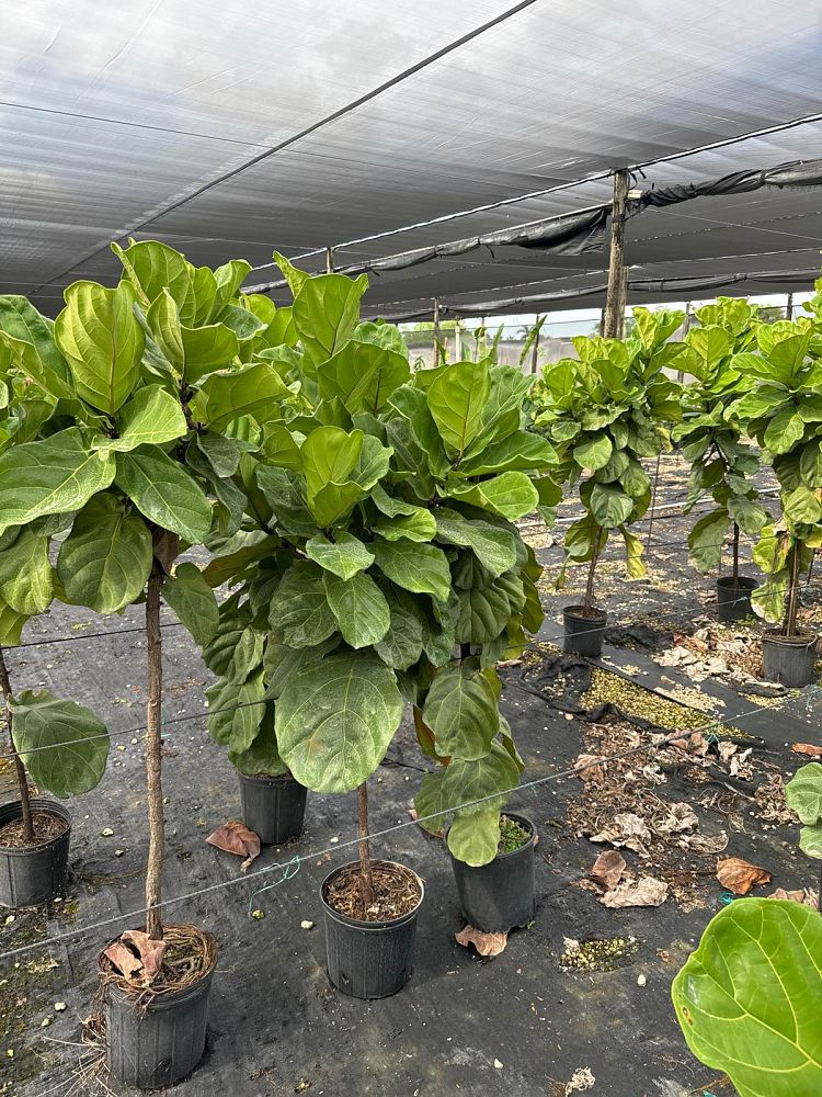 ficus-lyrata-fiddle-leaf-fig-ficus-pandurata