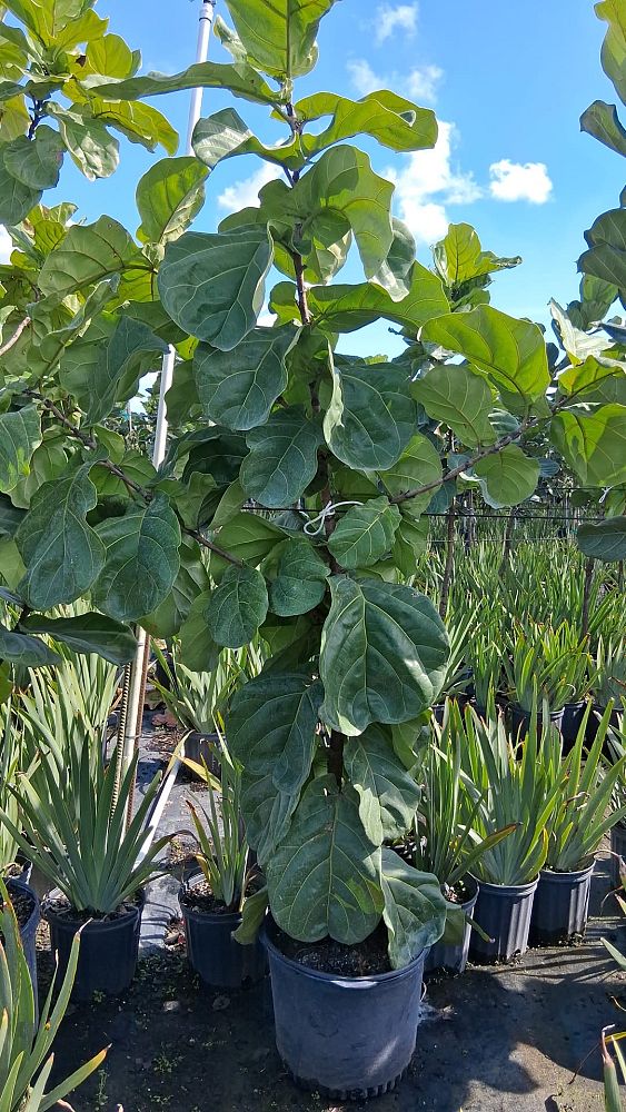 ficus-lyrata-fiddle-leaf-fig-ficus-pandurata