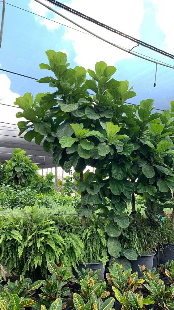 ficus-lyrata-fiddle-leaf-fig-ficus-pandurata