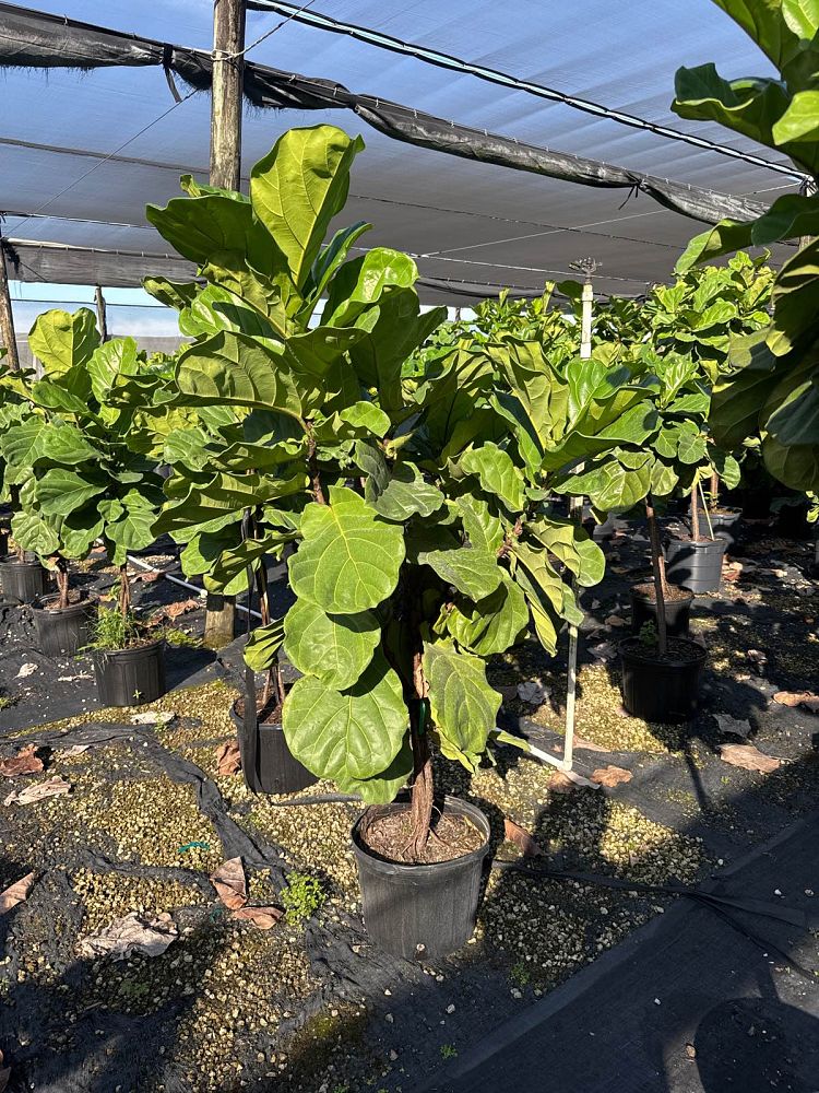 ficus-lyrata-fiddle-leaf-fig-ficus-pandurata