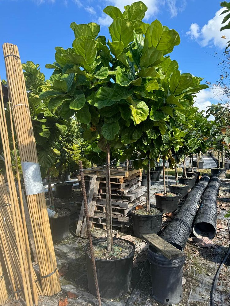 ficus-lyrata-fiddle-leaf-fig-ficus-pandurata