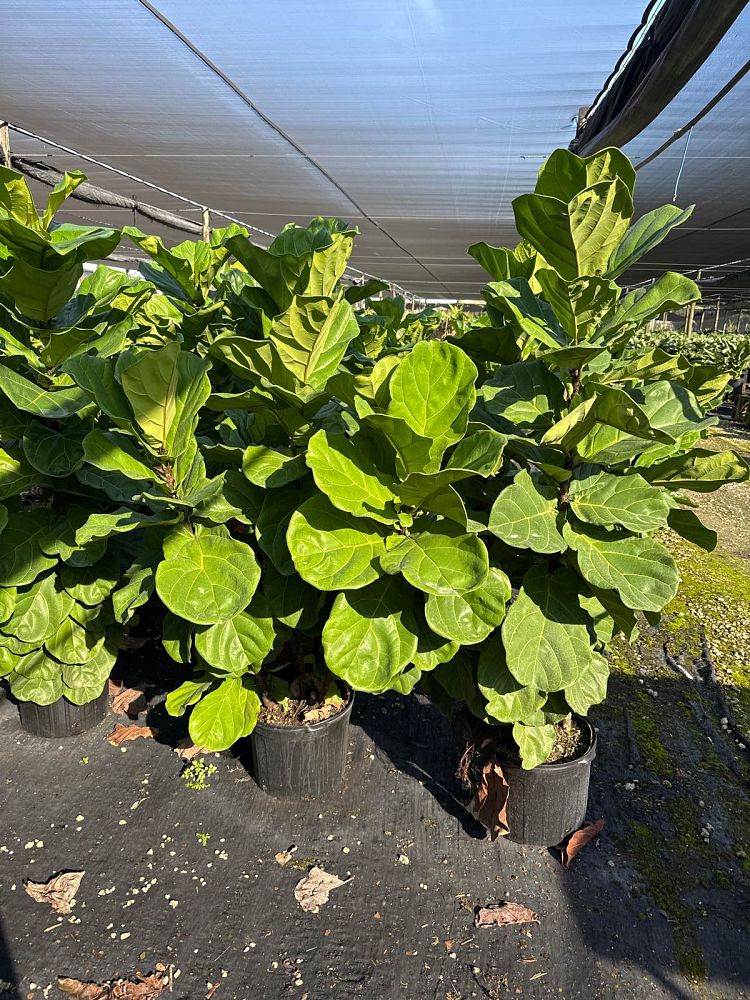 ficus-lyrata-fiddle-leaf-fig-ficus-pandurata