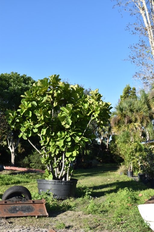 ficus-lyrata-fiddle-leaf-fig-ficus-pandurata