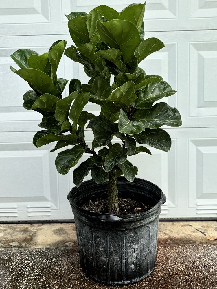 ficus-lyrata-little-fiddle-fiddle-leaf-fig-ficus-pandurata