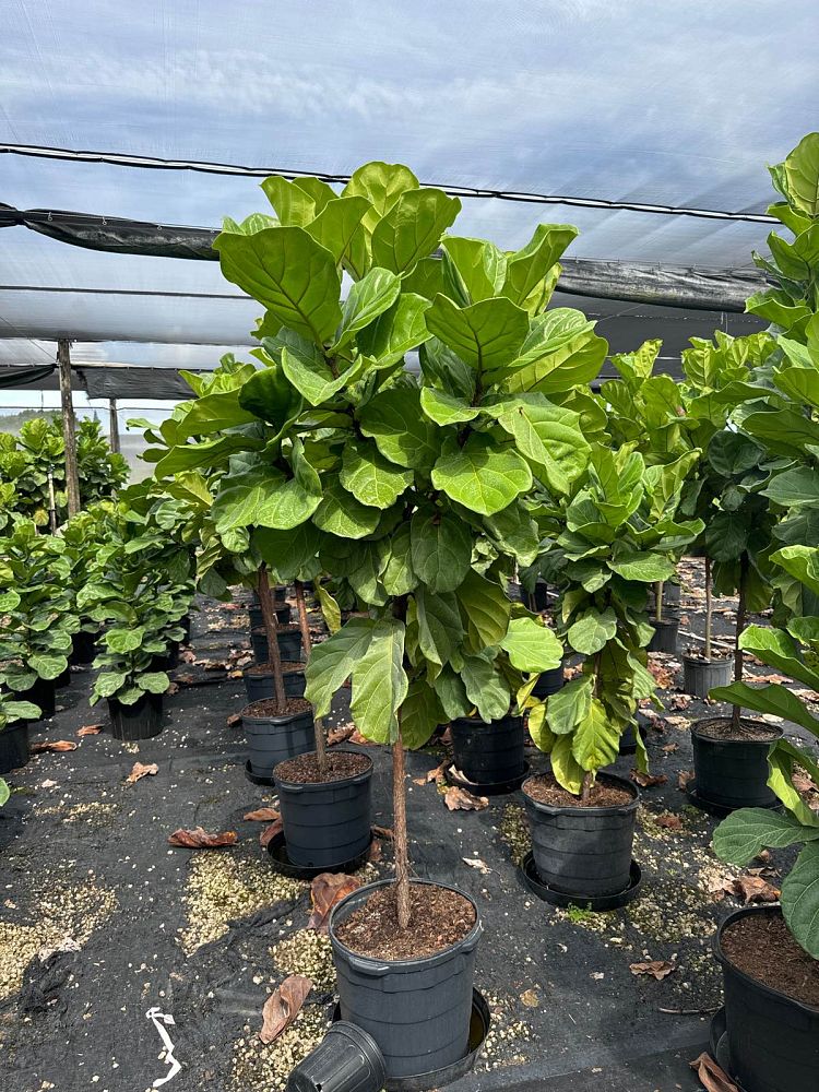 ficus-lyrata-suncoast-fiddle-leaf-fig-ficus-pandurata