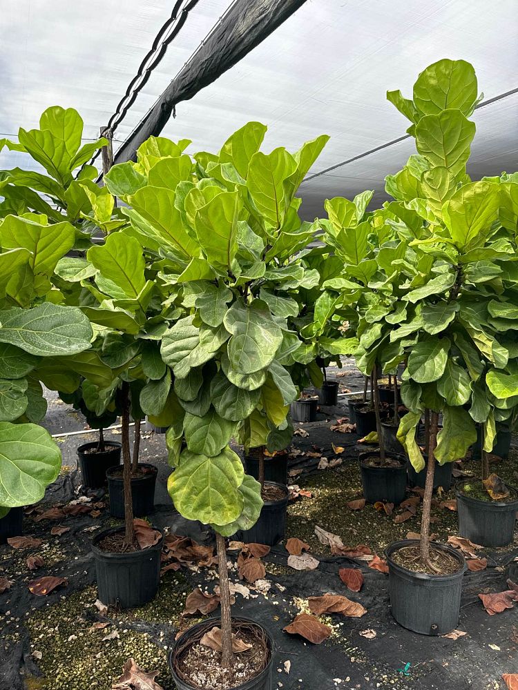 ficus-lyrata-suncoast-fiddle-leaf-fig-ficus-pandurata