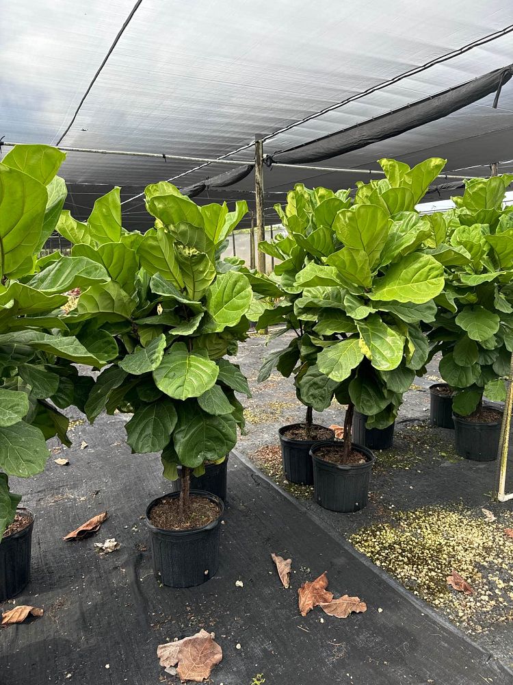 ficus-lyrata-suncoast-fiddle-leaf-fig-ficus-pandurata