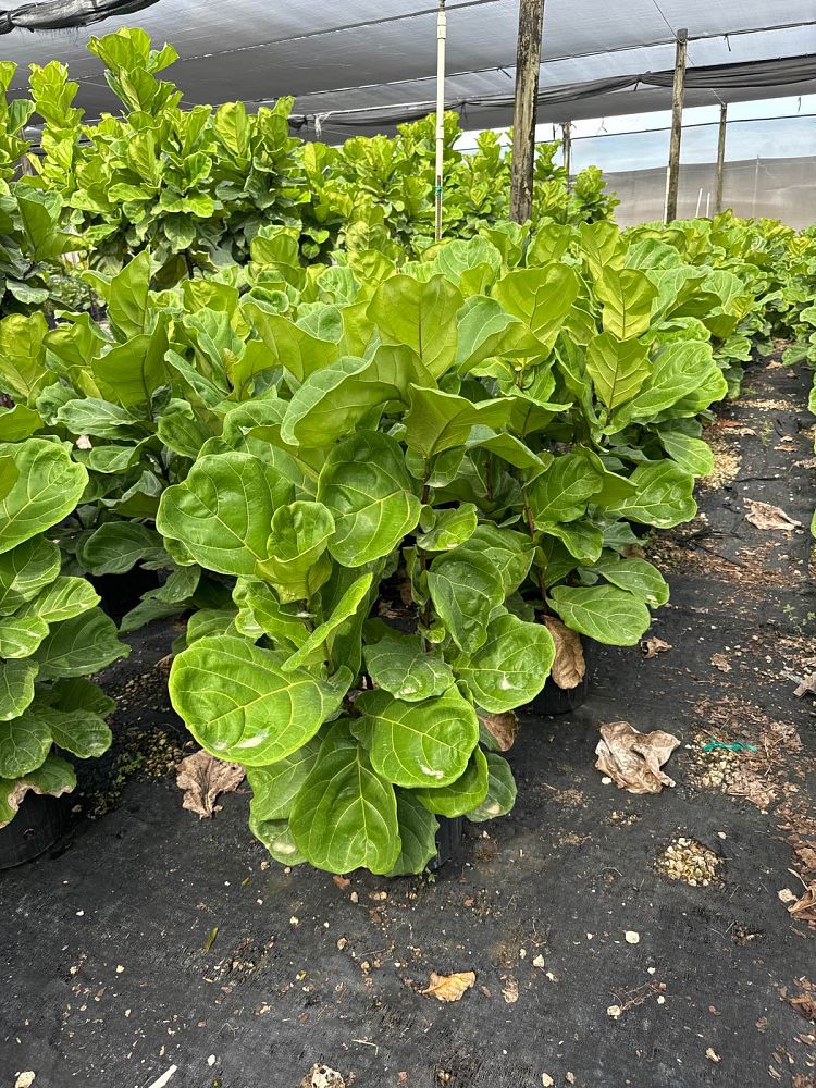 ficus-lyrata-suncoast-fiddle-leaf-fig-ficus-pandurata