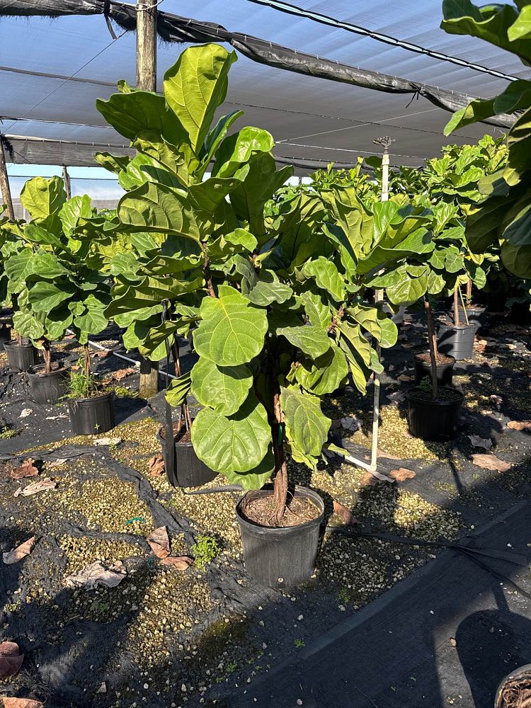 ficus-lyrata-suncoast-fiddle-leaf-fig-ficus-pandurata