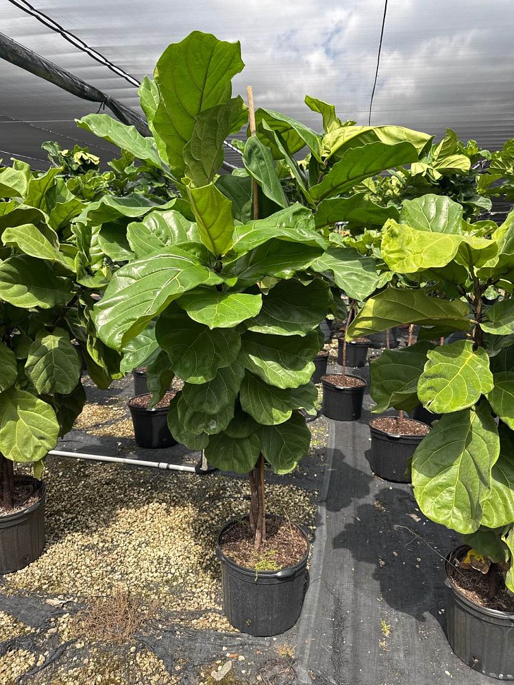 ficus-lyrata-suncoast-fiddle-leaf-fig-ficus-pandurata