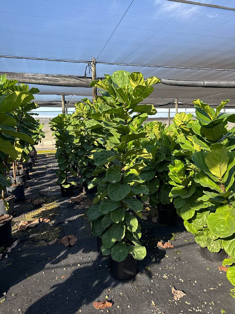 ficus-lyrata-suncoast-fiddle-leaf-fig-ficus-pandurata