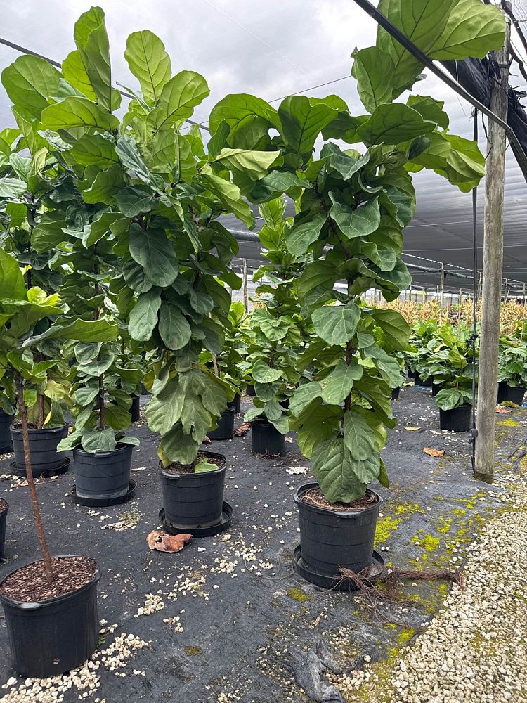 ficus-lyrata-suncoast-fiddle-leaf-fig-ficus-pandurata