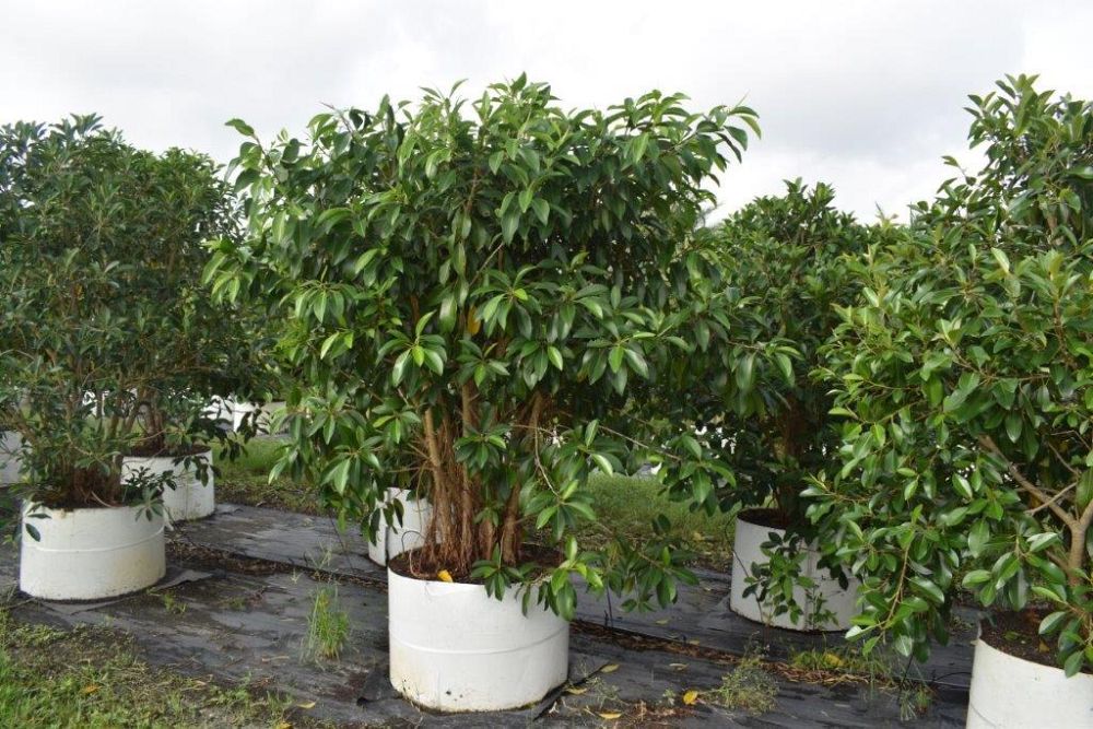 ficus-macrophylla-moreton-bay-fig