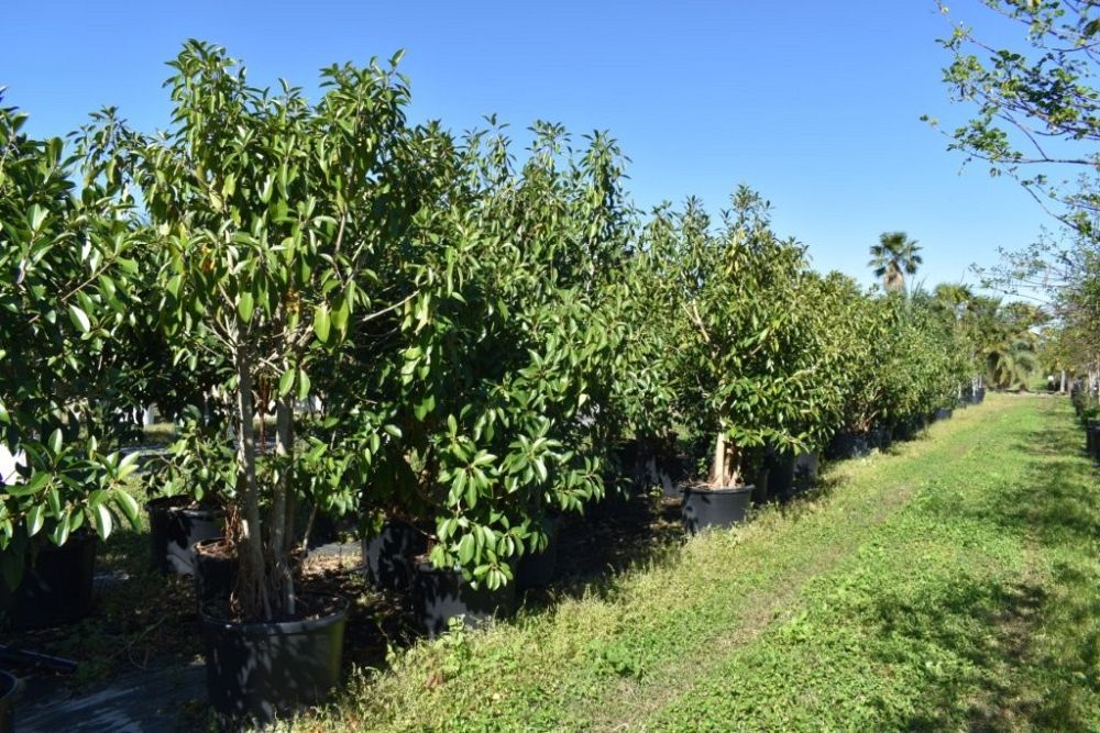 ficus-macrophylla-moreton-bay-fig