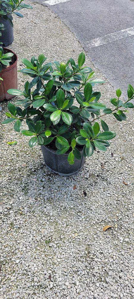 ficus-microcarpa-dwarf-green-island-ficus-green-island