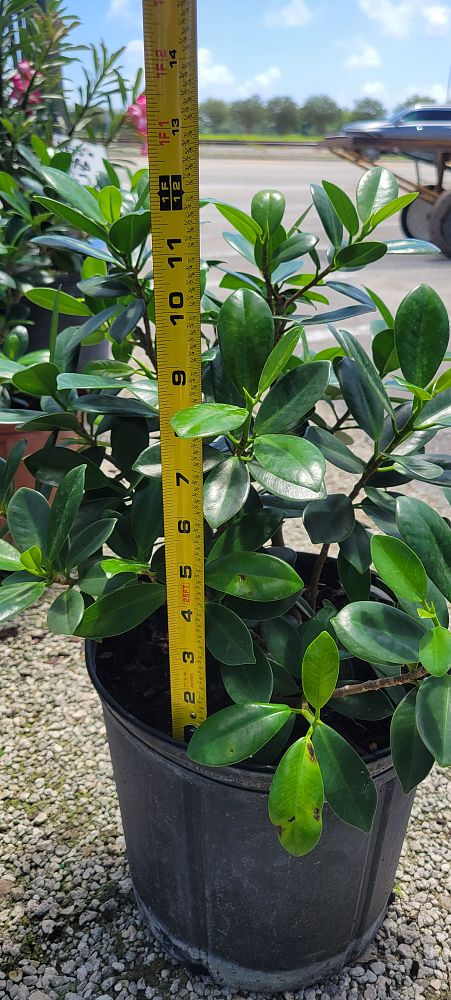 ficus-microcarpa-dwarf-green-island-ficus-green-island