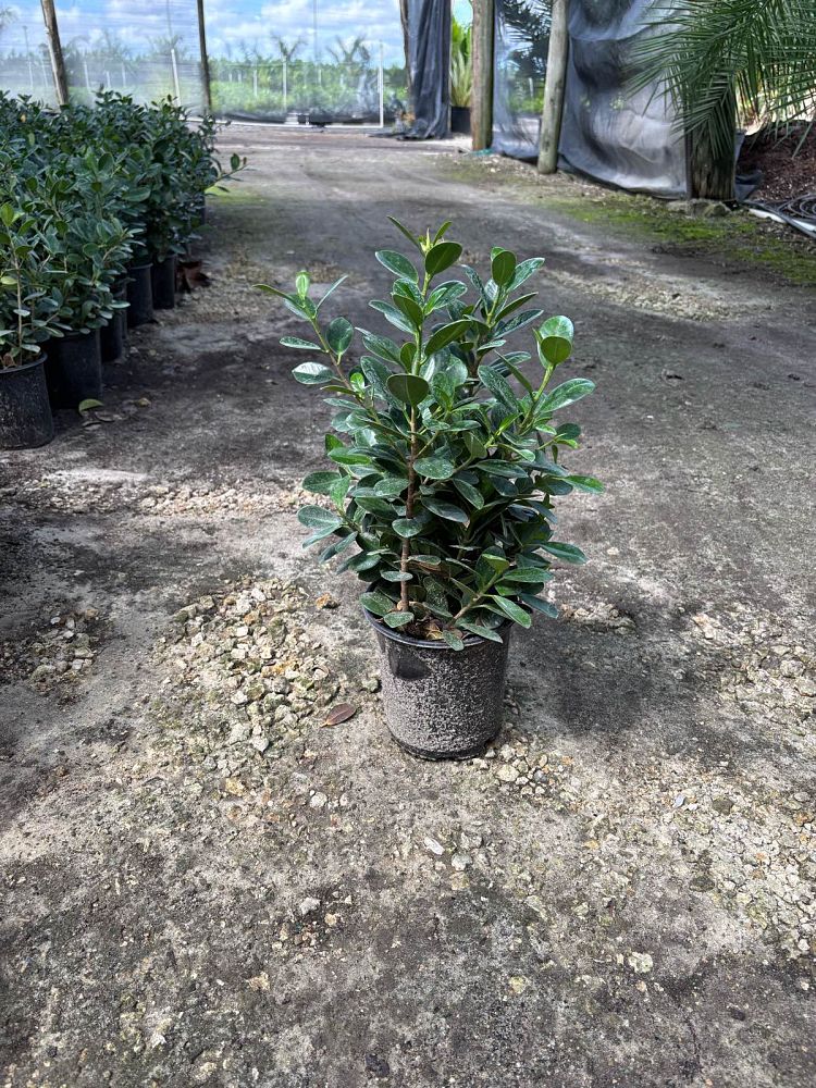 ficus-microcarpa-dwarf-green-island-ficus-green-island