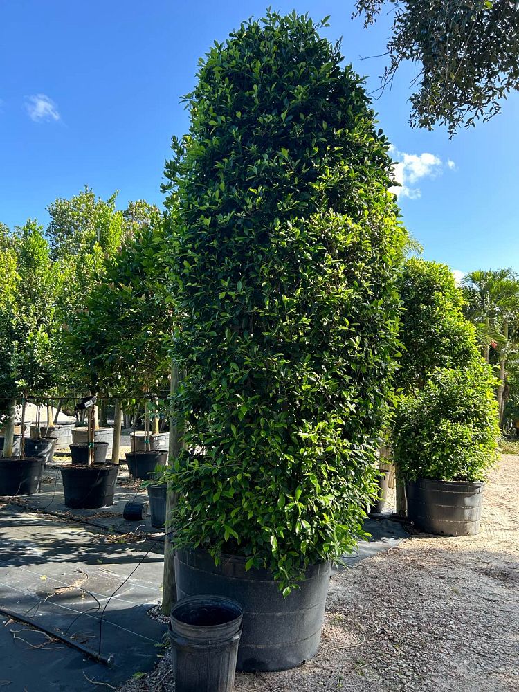 ficus-microcarpa-ficus-nitida-indian-cuban-laurel