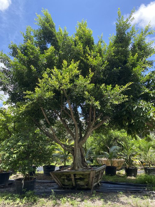 ficus-microcarpa-ficus-nitida-indian-cuban-laurel